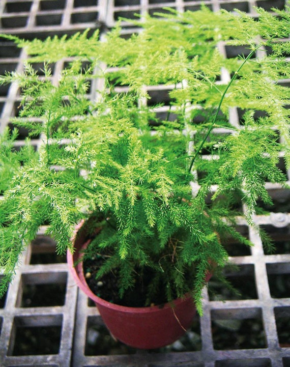 Asparagus Setaceus Seeds 20 Etsy