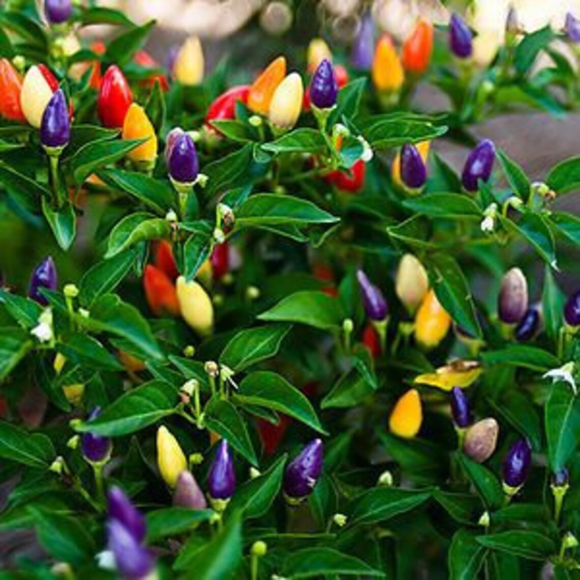 ORNAMENTAL PEPPER SEEDS 20 Etsy