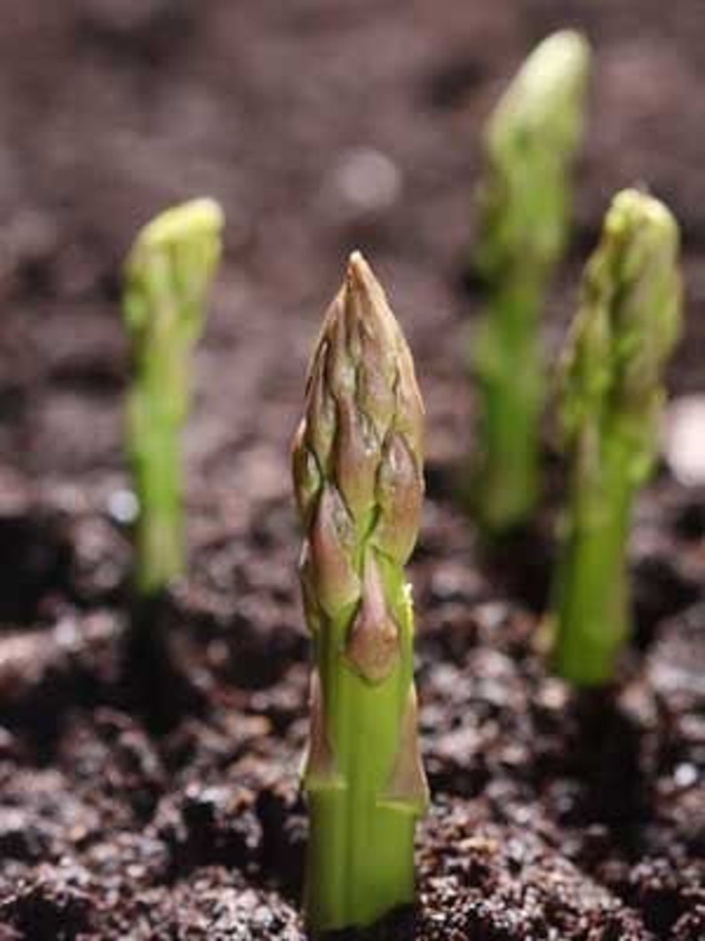 Asparagus Seeds 20 Etsy UK
