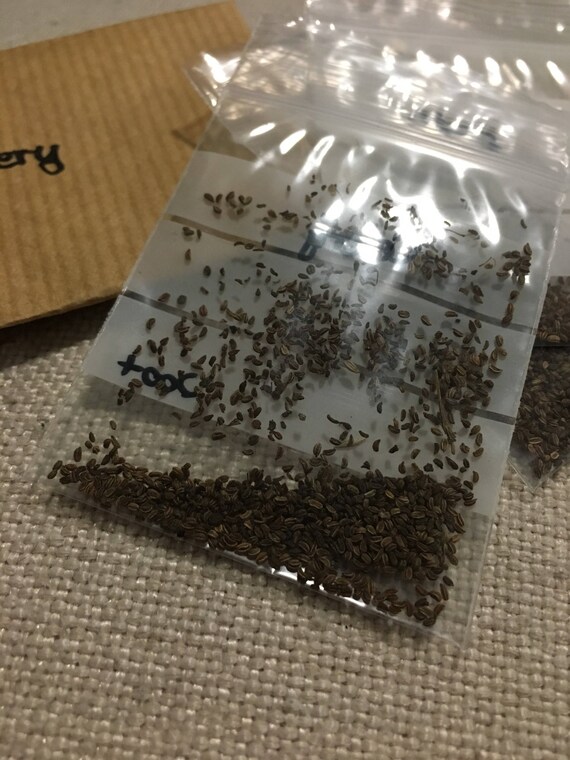 Celery Seeds 0 Etsy