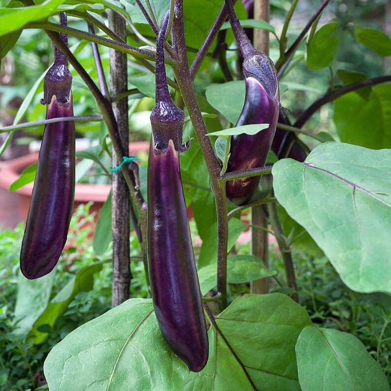 Eggplant Solanum melongena Seeds 120 Etsy