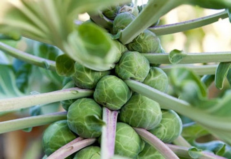 9 Effective How To Plant Brussel Sprouts From Seeds Full