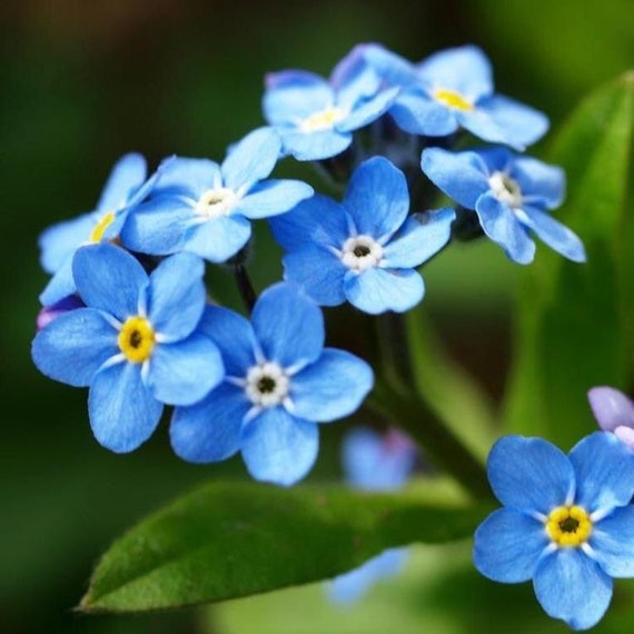 Forget Me Not Seeds 50 Etsy Forget Me Not Seeds 50 Etsy
