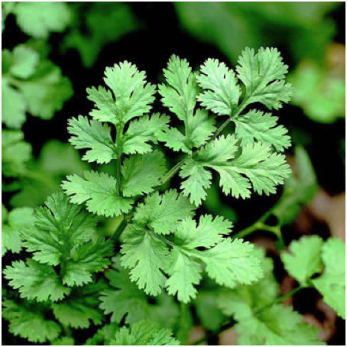 Cilantro coriandrum Sativum Seeds 50 Etsy New Zealand