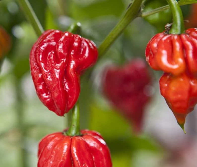 carolina reaper carolina reaper