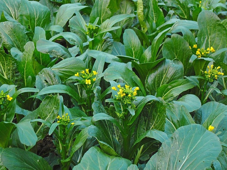 Chinese Flowering Cabbage/ Choy Sum Seeds 200 Etsy