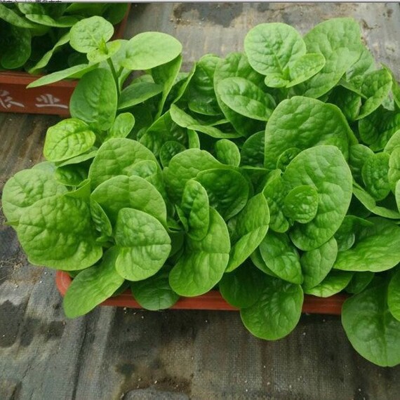 Malabar Spinach/Muer Cai Seeds 50+