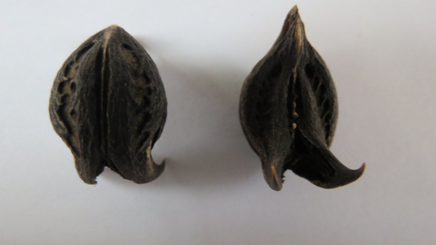 Bat Head Root Devil Root Goat Head Root Etsy