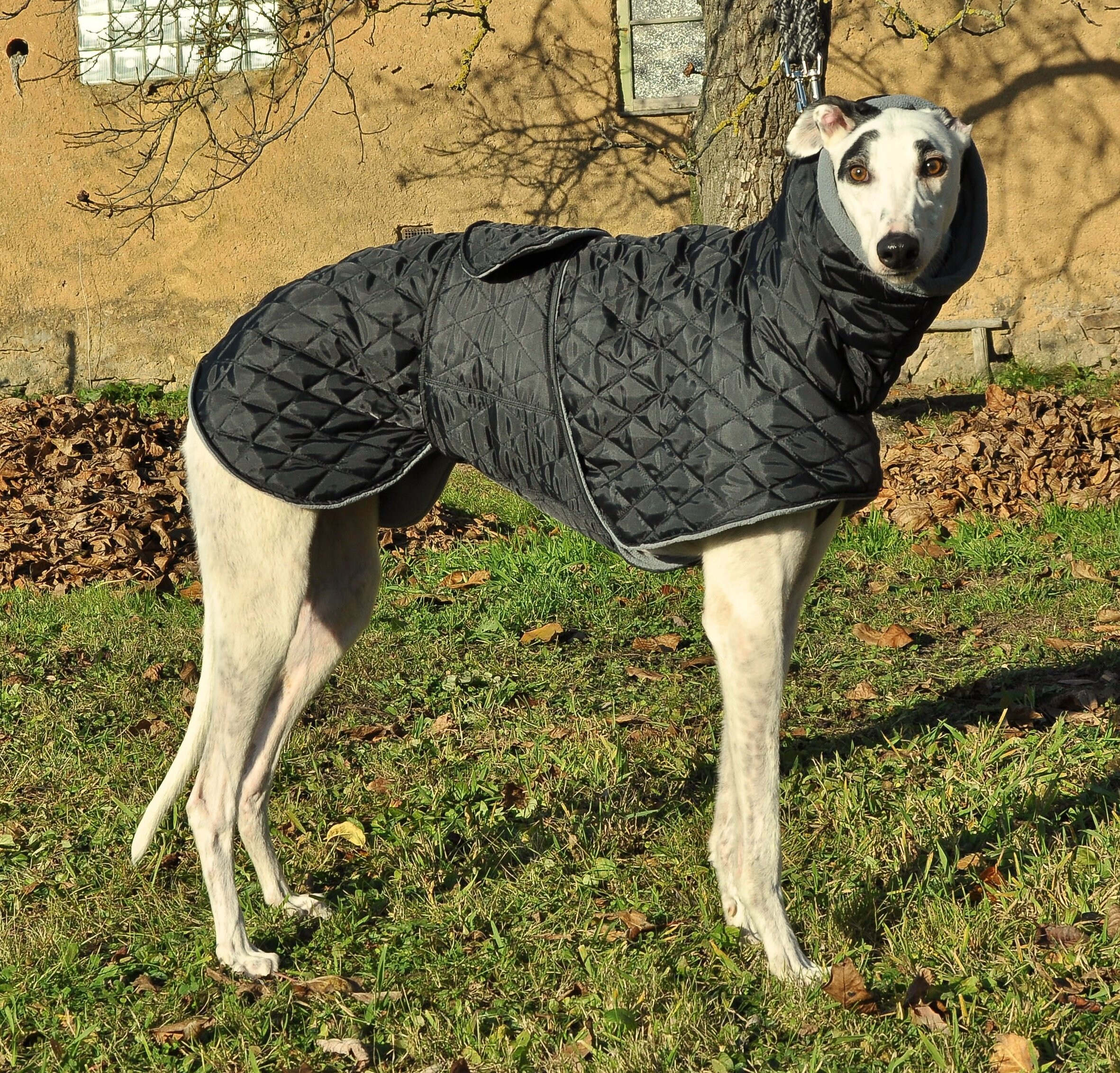 Warm winter coat for greyhound/galgo/saluki/lurcher Etsy
