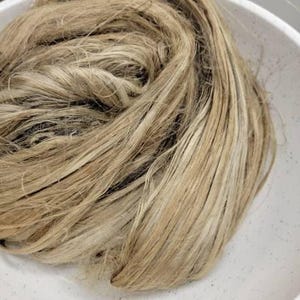 Paquete de fibras largas de algas marinas. Fibra 100% natural. Enteromorpha flexuosa (anteriormente Ulva flexuosa).