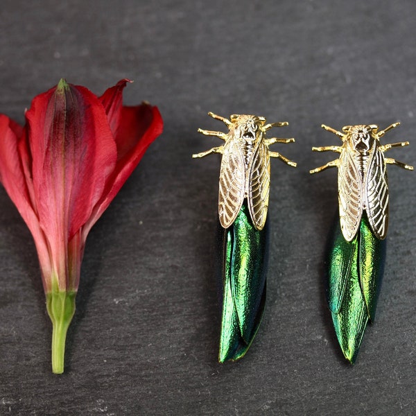 Gold Beetle Earrings beetle wing earrings unusual earrings taxidermy earrings boho jewelry tribal earrings statement