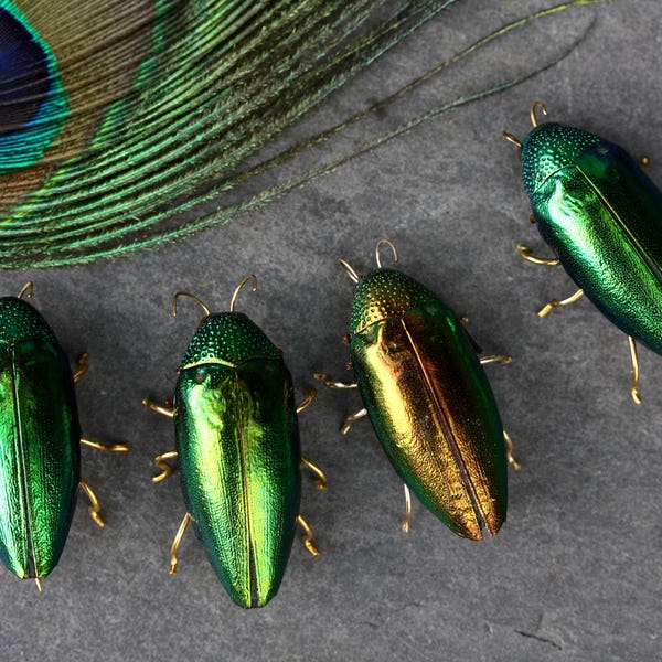 4 wedding brooches. insect brooch insect jewelry beetle pin bug brooch animal brooch wildlife brooch taxidermy jewelry real insect statement