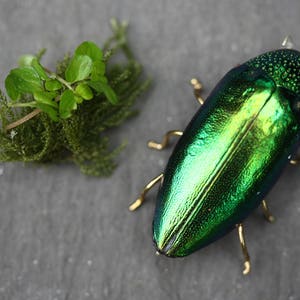 K&ouml;nnte beinhalten: Ein metallisch gr&uuml;ner K&auml;fer mit goldenen Akzenten, gepinnt und auf einem grauen Hintergrund ausgestellt. Der K&auml;fer hat eine gl&auml;nzende, irisierende Oberfl&auml;che.