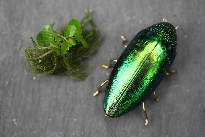 K&ouml;nnte beinhalten: Ein metallisch gr&uuml;ner K&auml;fer mit goldenen Akzenten, gepinnt und auf einem grauen Hintergrund ausgestellt. Der K&auml;fer hat eine gl&auml;nzende, irisierende Oberfl&auml;che.