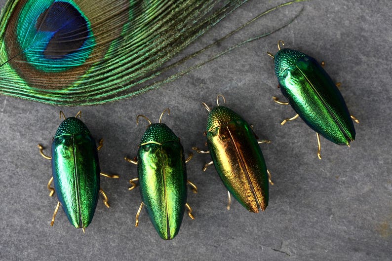 K&ouml;nnte beinhalten: Vier metallisch gr&uuml;ne und goldene K&auml;fer mit goldenen Beinen auf einem grauen Hintergrund. Die K&auml;fer sind in einer Reihe angeordnet, wobei der gr&ouml;&szlig;te K&auml;fer oben im Bild ist.