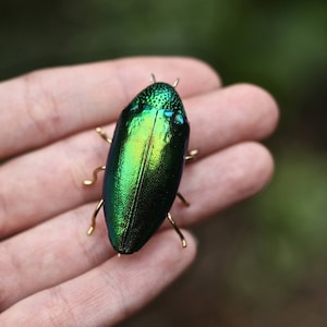 K&ouml;nnte beinhalten: Ein gr&uuml;ner und blauer Juwelenk&auml;fer mit goldenen Akzenten ist an einer Hand befestigt.
