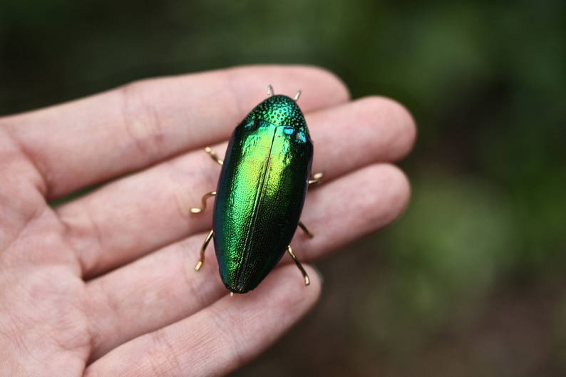 K&ouml;nnte beinhalten: Ein gr&uuml;ner und blauer Juwelenk&auml;fer mit goldenen Akzenten ist an einer Hand befestigt.
