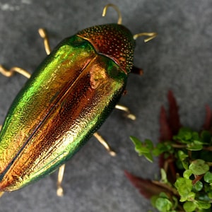 beetle brooch, red insect brooch, insect jewelry, beetle pin, bug brooch, animal brooch, wildlife brooch, insect buttonhole, taxidermy image 5