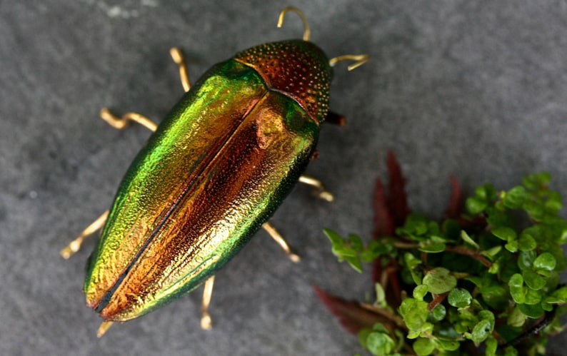 beetle brooch, red insect brooch, insect jewelry, beetle pin, bug brooch, animal brooch, wildlife brooch, insect buttonhole, taxidermy image 5