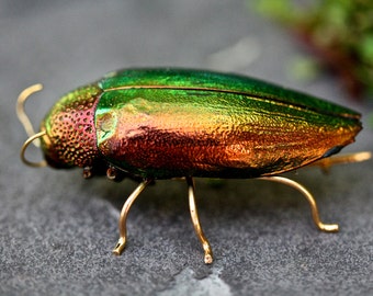 beetle brooch, red insect brooch, insect jewelry, beetle pin, bug brooch, animal brooch, wildlife brooch, insect buttonhole, taxidermy