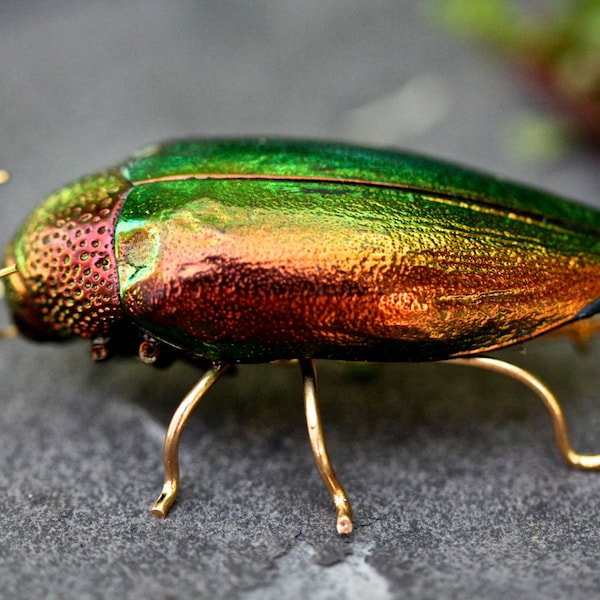 beetle brooch, red insect brooch, insect jewelry, beetle pin, bug brooch, animal brooch, wildlife brooch, insect buttonhole, taxidermy