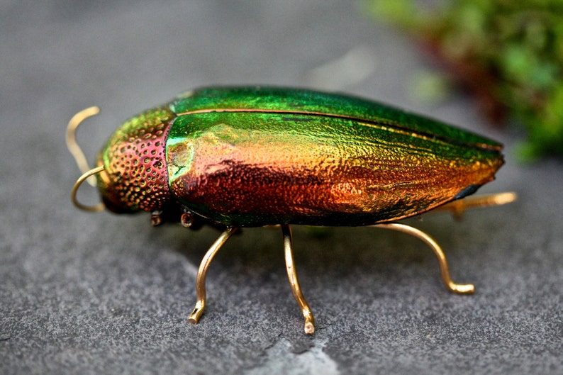 beetle brooch, red insect brooch, insect jewelry, beetle pin, bug brooch, animal brooch, wildlife brooch, insect buttonhole, taxidermy image 1