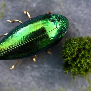 beetle brooch, red insect brooch, insect jewelry, beetle pin, bug brooch, animal brooch, wildlife brooch, insect buttonhole, taxidermy image 2