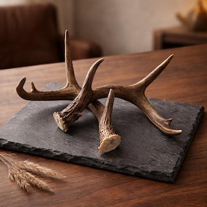Pair Antlers Small