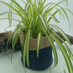 Puede incluir: Una planta araña con hojas largas a rayas verdes y blancas, en una maceta de mezclilla y arpillera. Las hojas de la planta son largas y delgadas. La maceta es una mezcla de mezclilla azul y arpillera beige.