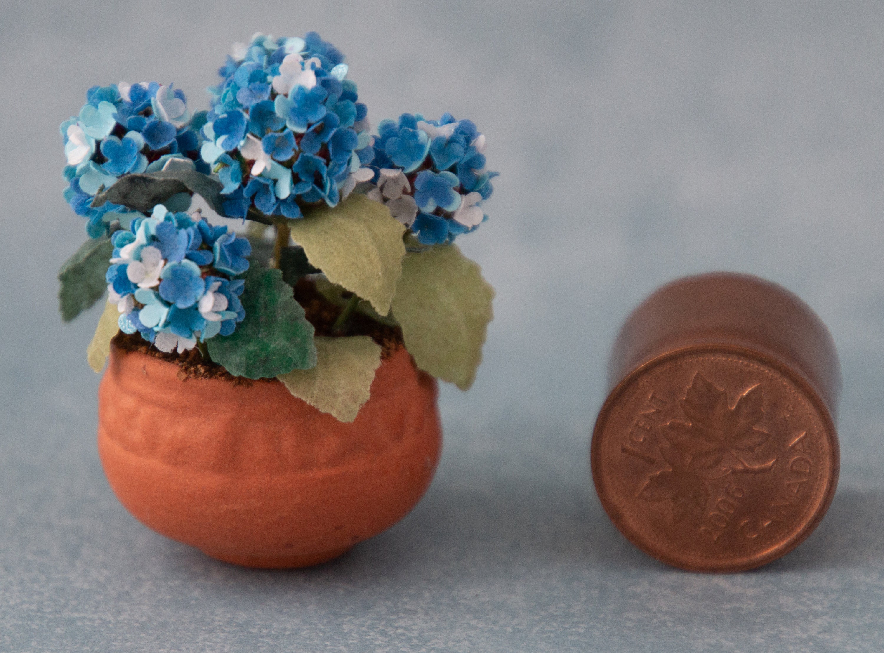Image of Single blue hydrangea in terracotta pot