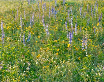 Nature Photography, Flowers, Prairie, Searles Prairie, Wildflowers, Larkspur, Coreopsis, Arkansas, Yellow, Blue
