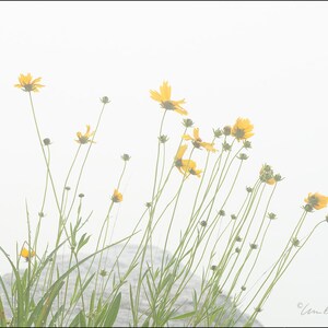 自然写真、花、コリウス、霧、野生の花、