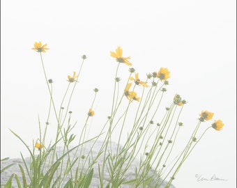 Nature Photography, Flowers, Coreopsis, Fog, Wildflowers,