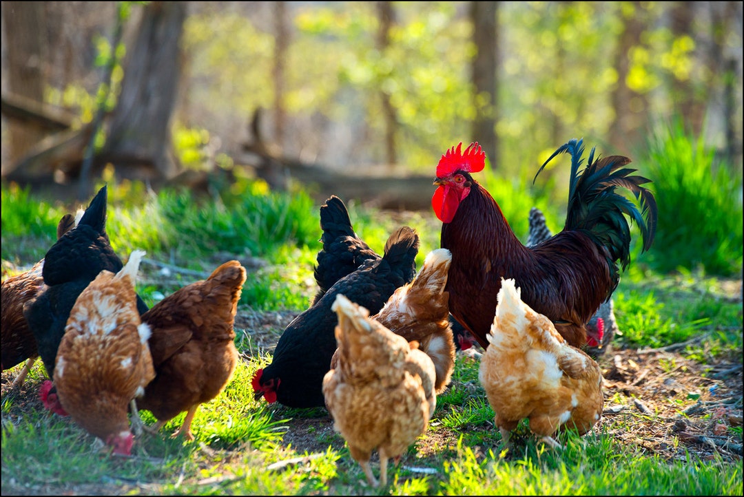 Chickens, Rooster, Hens, Farm Animals, - Etsy