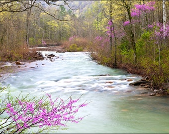 Nature Photography, Creek, Water, Falling Water Creek, Richland Creek Wilderness Area, Arkansas, Redbud Tree, Spring