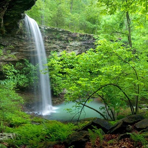 Nature Photography, Waterfall, Buffalo River, Spring, Bowers Hollow, Trees, Green, Ferns, Umbrella Magnolia