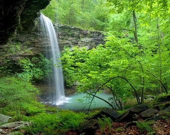 Nature Photography, Waterfall, Buffalo River, Spring, Bowers Hollow, Trees, Green, Ferns, Umbrella Magnolia