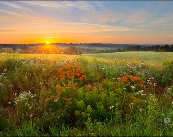 Nature photography, sunrise, wildflowers, summer, Ozark Mountains, Arkansas, coneflower, butterfly weed