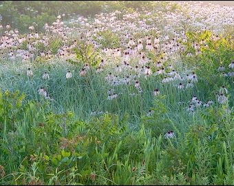 Nature Photography, Purple Coneflower, Floral, Flowers, Coneflower, Wildflowers, Prairie, Flanagan Prairie, Pink