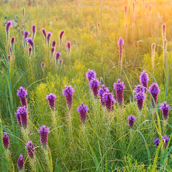 Nature Photography, Prairie, Flowers, Floral, Wildflowers, Missouri, Blazing Star, Liatris, Wah Sha She,