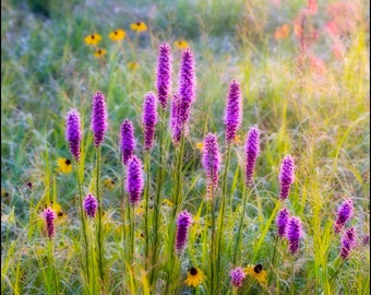 Nature Photography, Flowers, Prairie, Searles Prairie, Wildflowers, Blazing Star, Liatris