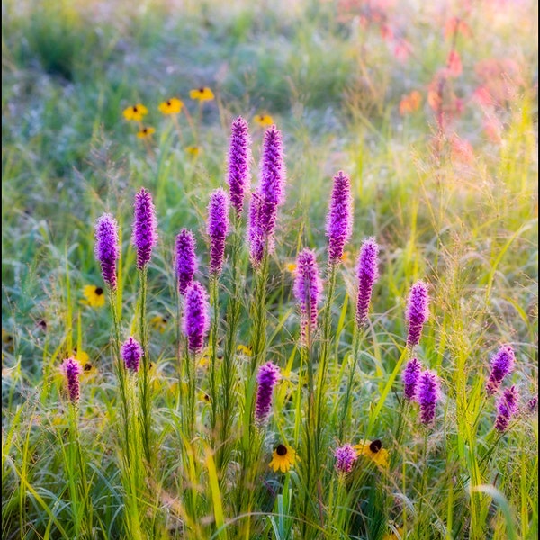 Nature Photography, Flowers, Prairie, Searles Prairie, Wildflowers, Blazing Star, Liatris