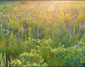 Nature Photography, Prairie, Wildflowers, Liatris, Floral, Flowers, Blazing Star, Gentry Prairie, Arkansas