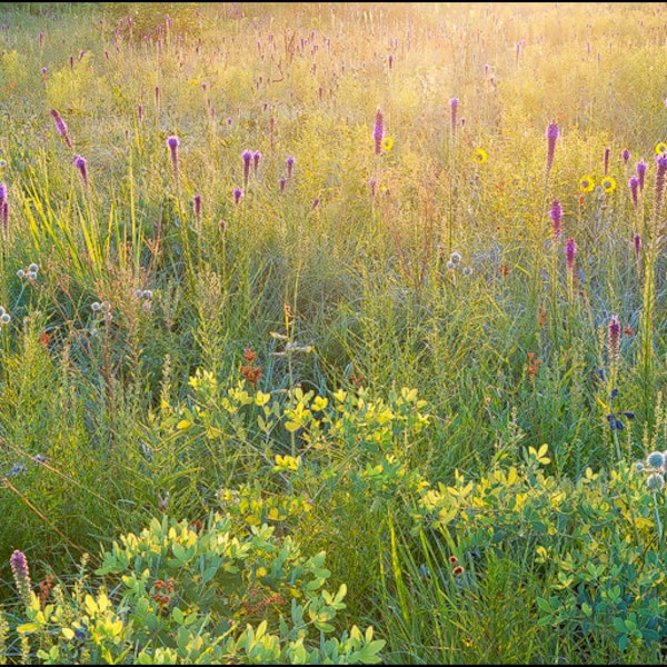 Nature Photography, Prairie, Wildflowers, Liatris, Floral, Flowers, Blazing Star, Gentry Prairie, Arkansas