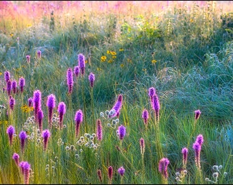 Nature Photography - Searles Prairie, Fine Art, Flowers, Blazing Star, Liatris, Rattlesnake Master