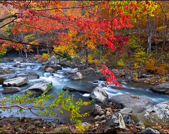 Nature Photography, Richland Creek Wilderness Area, Arkansas, Fall Color, Ozarks, Water, Dogwood, Red, Creek, Rocks
