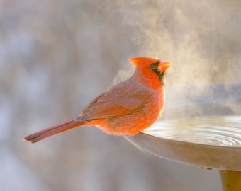 Red Cardinal, Male, Birds, Wildlife Photography, Wall Art, Winter, Bird Bath, Steam
