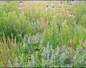 Nature Photography, Baker Prairie, Coneflower, Floral, Landscape, Flowers, Pink, Wildflowers, Ozarks, Grass