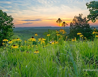 Nature Photography, Coneflower, Yellow, Flowers, Henning Glades, Glade, Floral, Sunrise,
