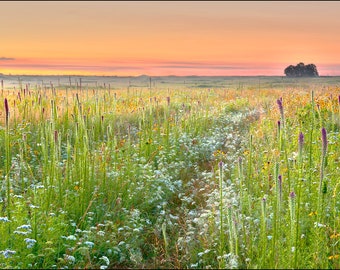 Nature photography, Missouri, prairie, wildflowers, sunrise, blazing star,